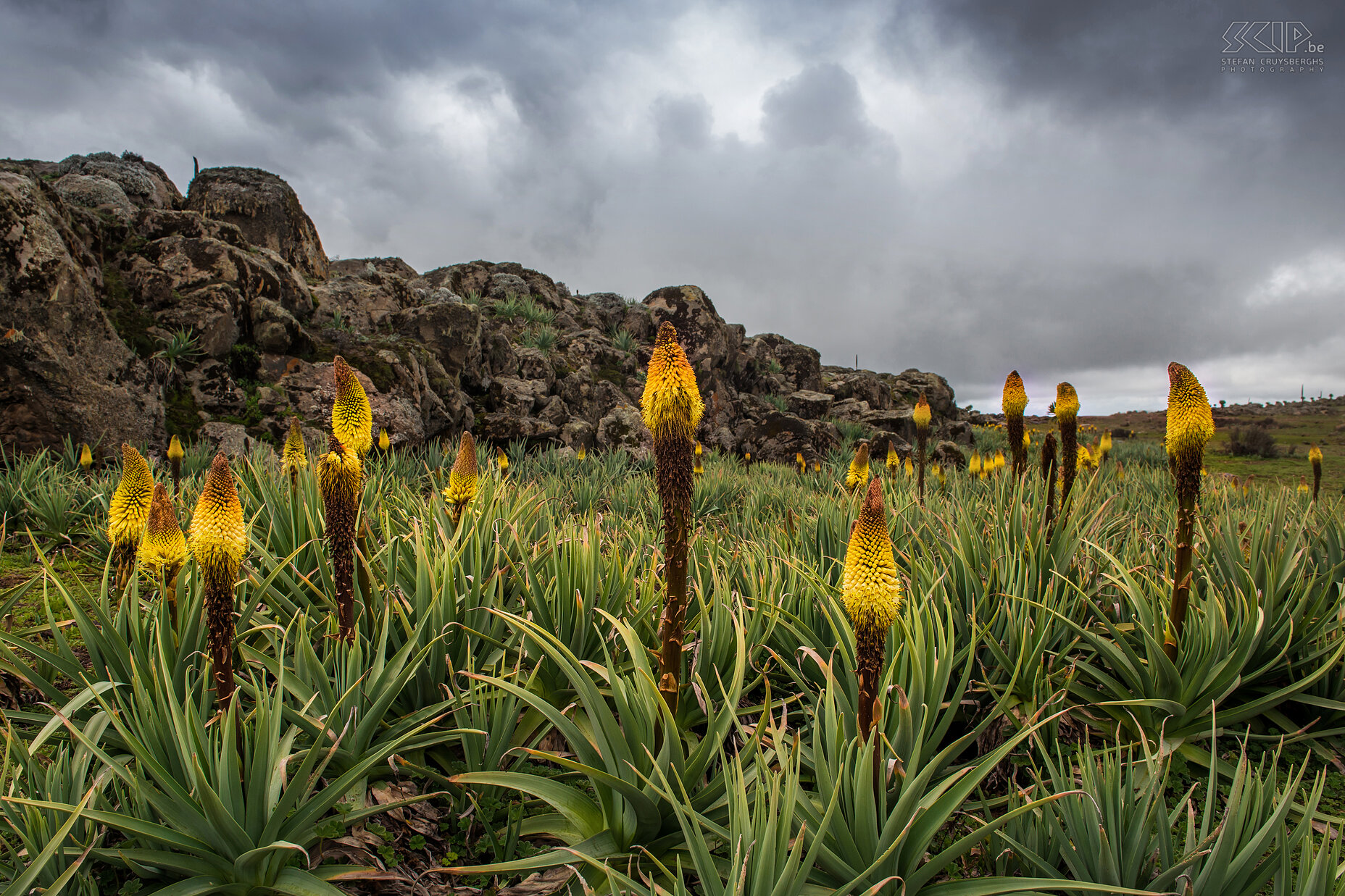 Bale Mountains - Sanetti - Kniphofia Na 2 dagen in het Harenna woud trokken we terug over het Sanetti Plateau van de Bale Mountains. Naast de reuzenlobalia is ook de Kniphofia foliosa (Torch lily) een opvallende plant met prachtige geeloranje bloemen.  Stefan Cruysberghs